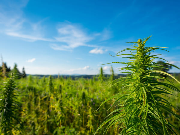 SMOKO CBD Gummy Bears are sourced from organically grown cannabis plants