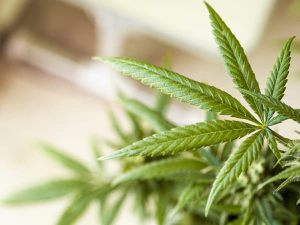 SMOKO's CBD Oral drops and CBD Gummies are made from organically grown cannabis sativa plants
