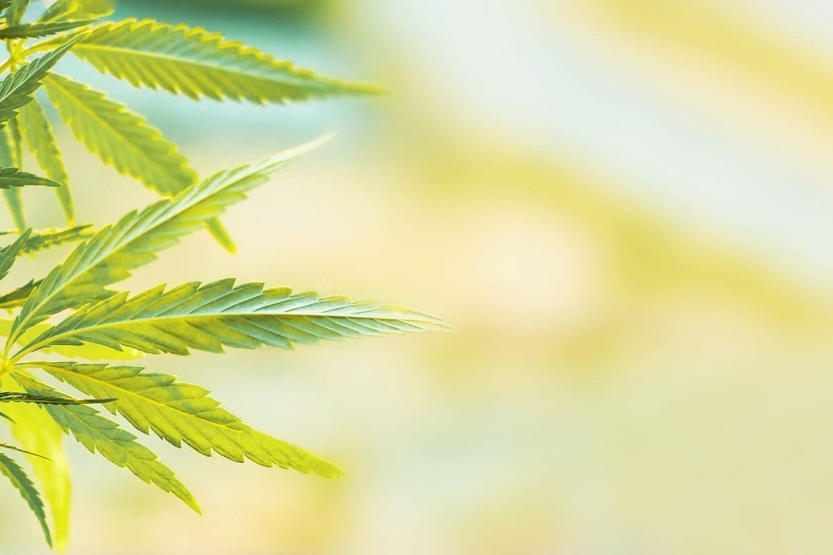SMOKO's CBD Oils and CBD Gummies are made from organically grown cannabis sativa plants