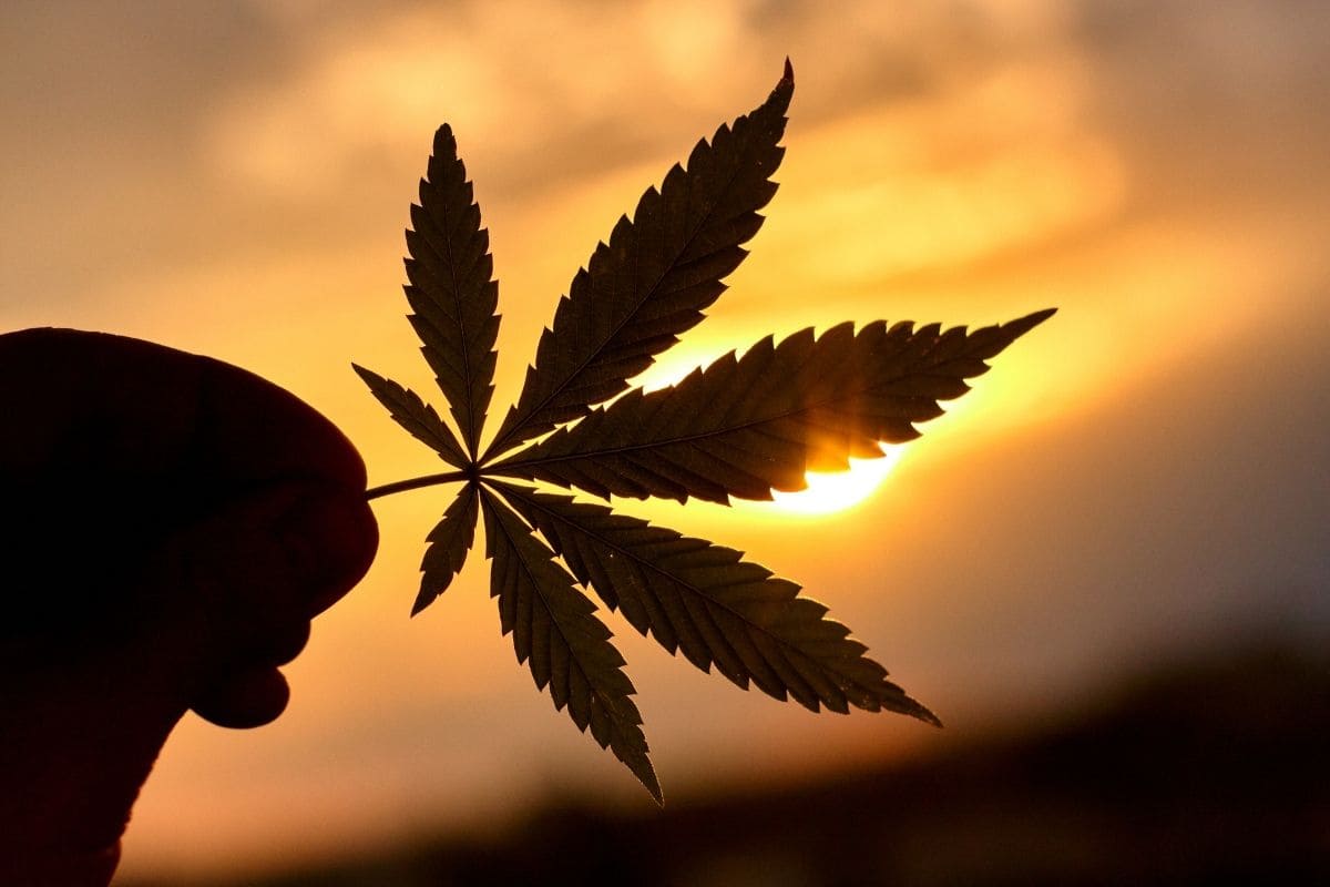 SMOKO's CBD Oral drops and CBD Gummies are made from organically grown cannabis sativa plants and have zero THC