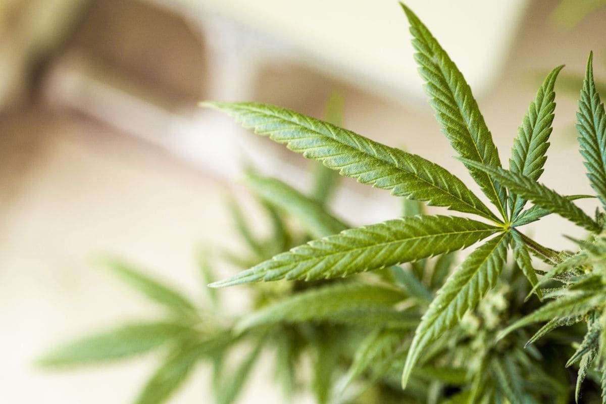 SMOKO's CBD Oral drops are made from organically grown cannabis sativa plants