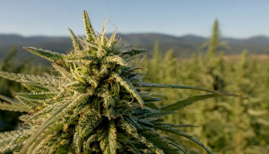 Close-up of hemp flower resin gland trichomes