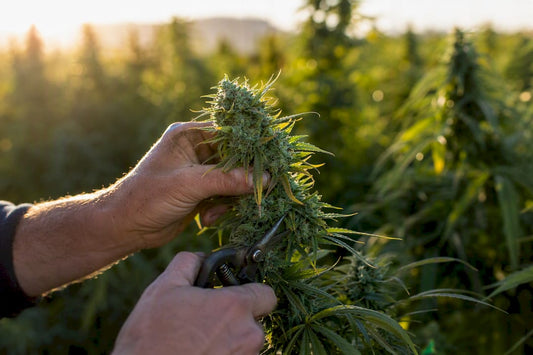 Hands harvesting hemp flower outdoors