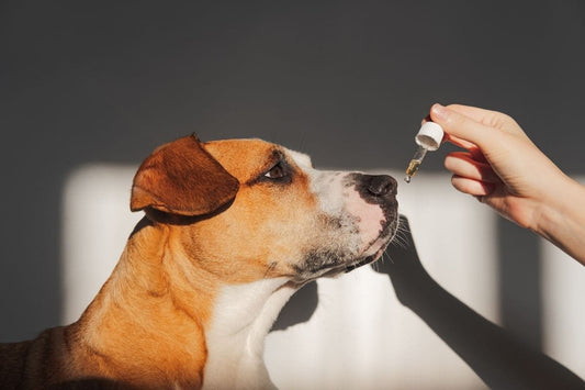 Dogs have an endocannabinoid system too, which means CBD Oil could help our furry friends