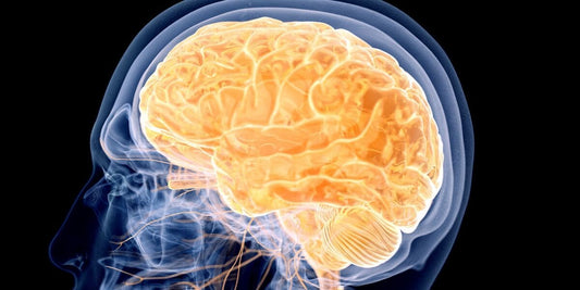 WHAT IS THE ENDOCANNABINOID SYSTEM? KEY FACTS EXPLAINED